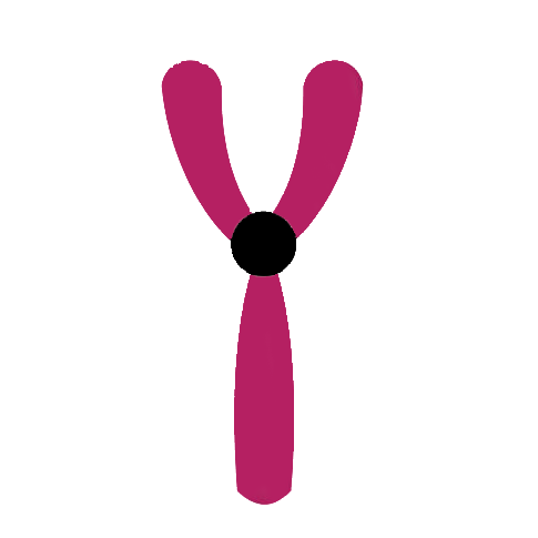 Stancil Y-DNA Project Pagetopper